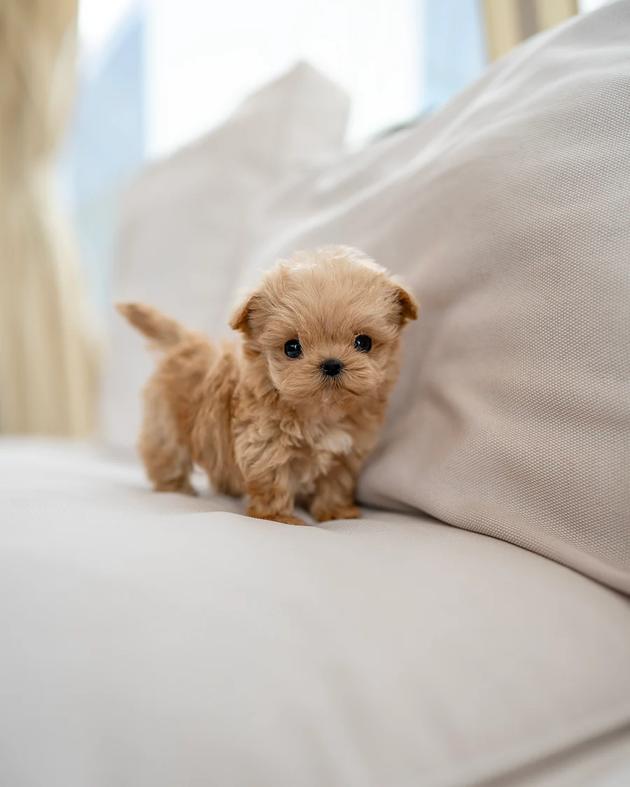 Maltipoo Puppy Patricia